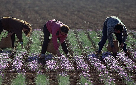 saffron packaging in spain 6