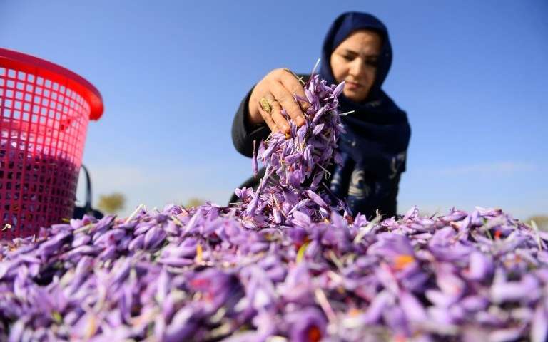 saffron packaging in Afghanistan 